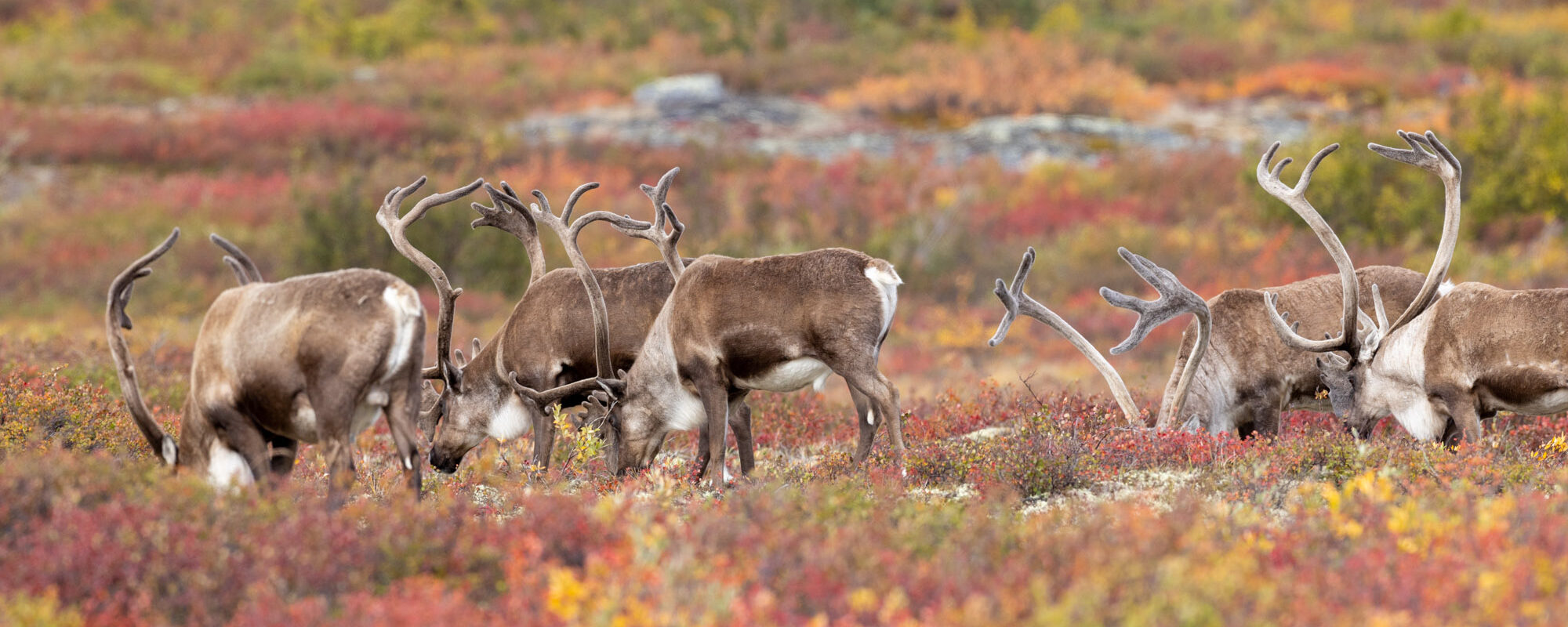 A photo of a small herd of caribou bulls grazing on the barrenlands surrounded by fall colours taken by a photographer during an Arctic photography tour