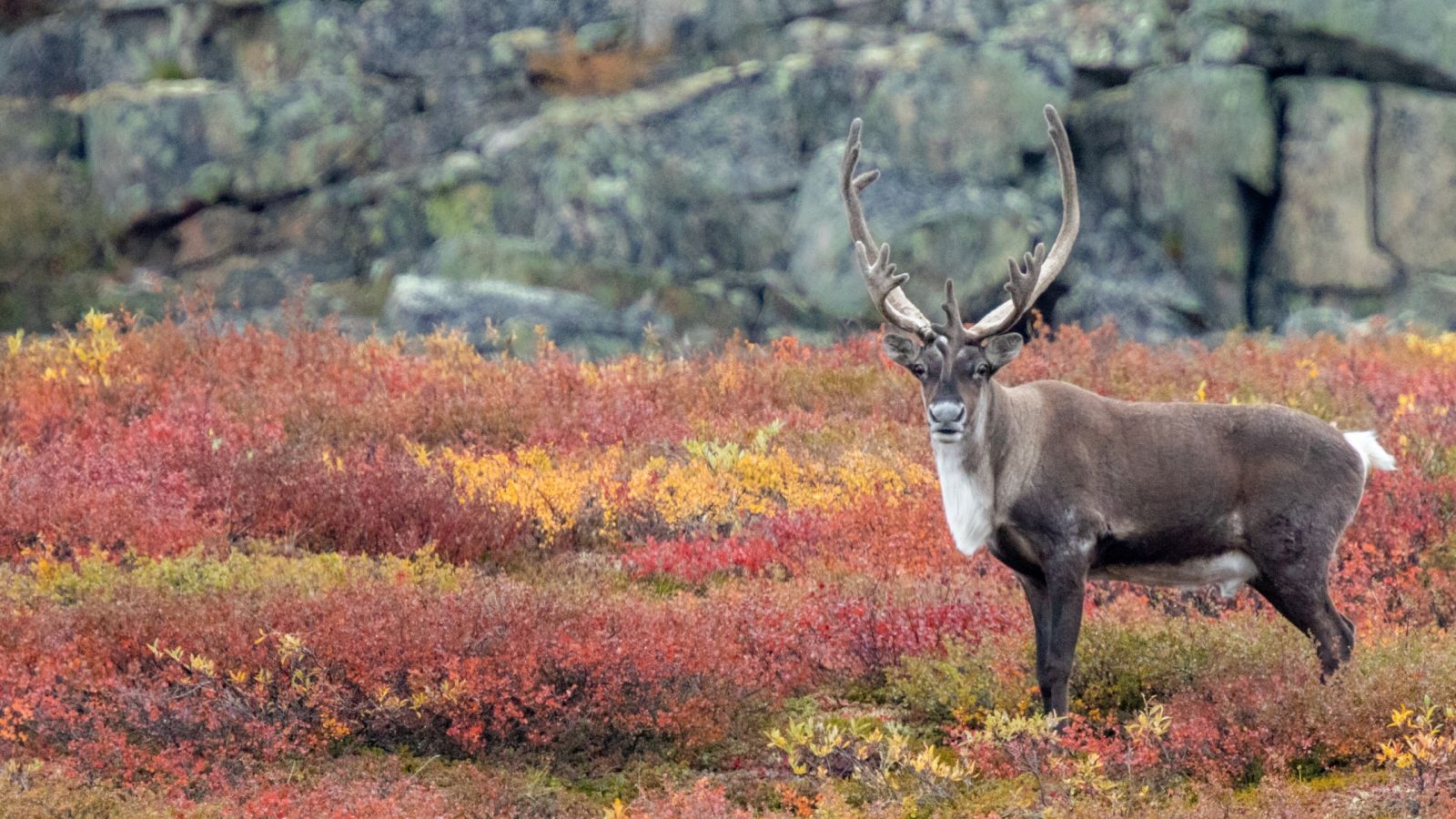 Barren ground caribou bull on the Canadian tundra blanketed in fall colors