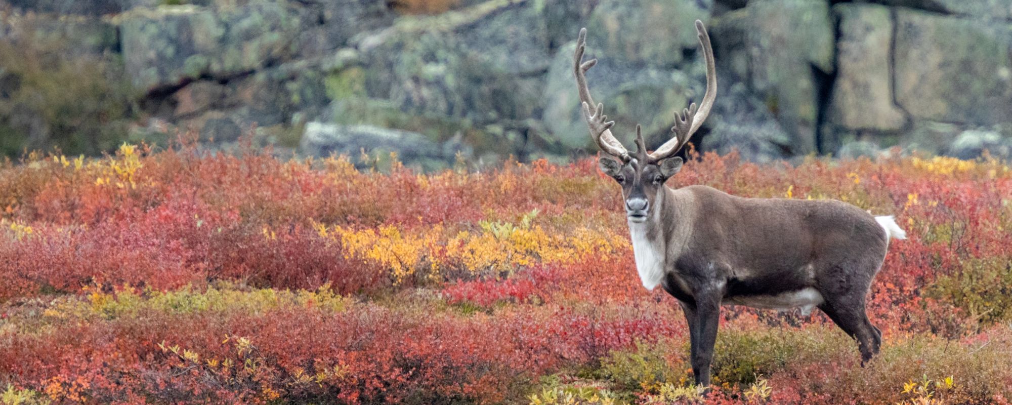 Barren ground caribou bull on the Canadian tundra blanketed in fall colors