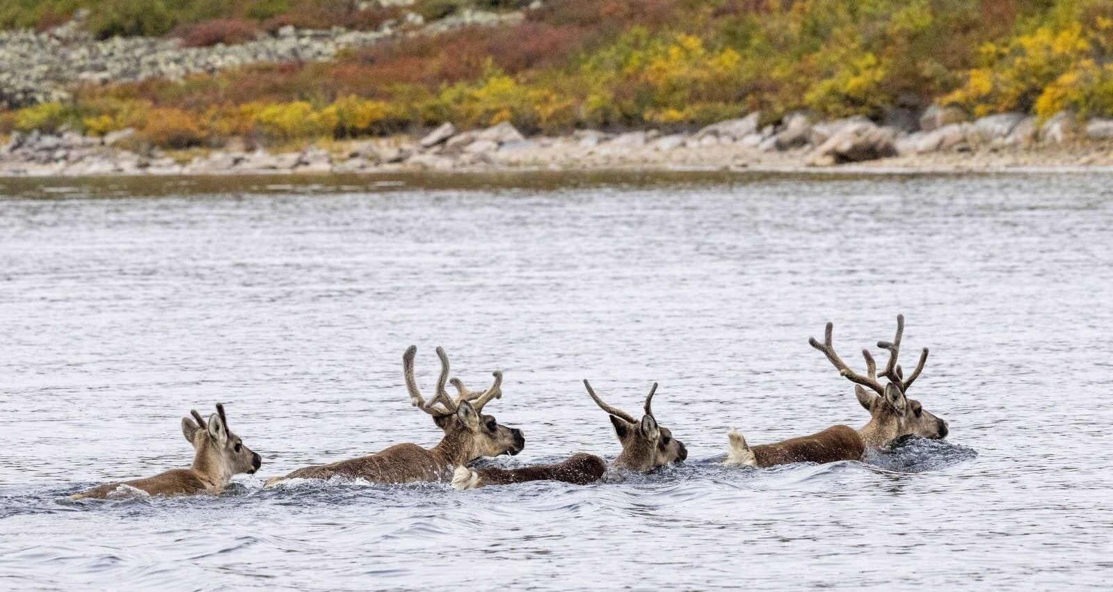 Caribou on migration route swimming, fall colours on landscape in the background