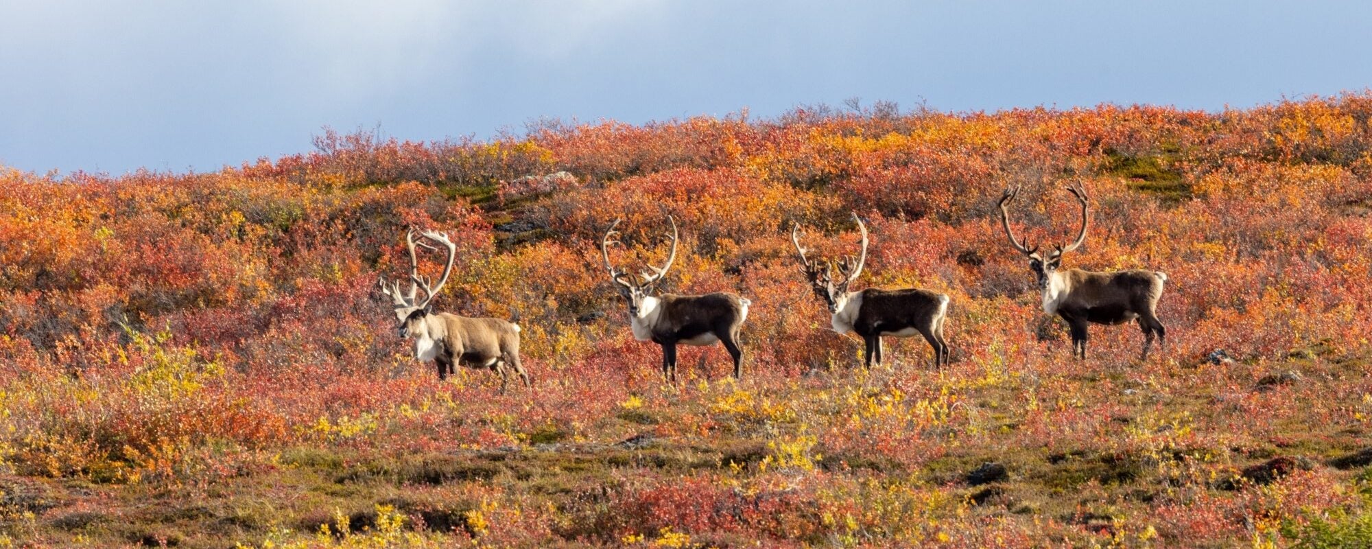 Four Barren ground Caribou Bulls migrating during the fall stop and look at the camera