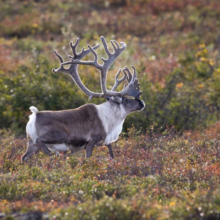 Bull Caribou Velvet on antlers, beautiful white mane surrounded by fall tundra colors