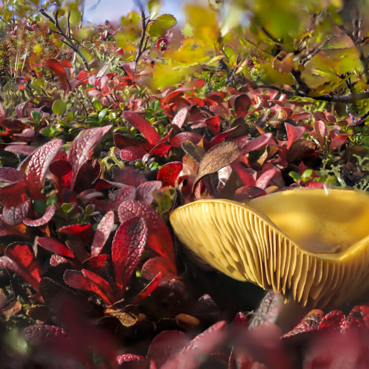 macro photograph of the barrens with gilled mushroom