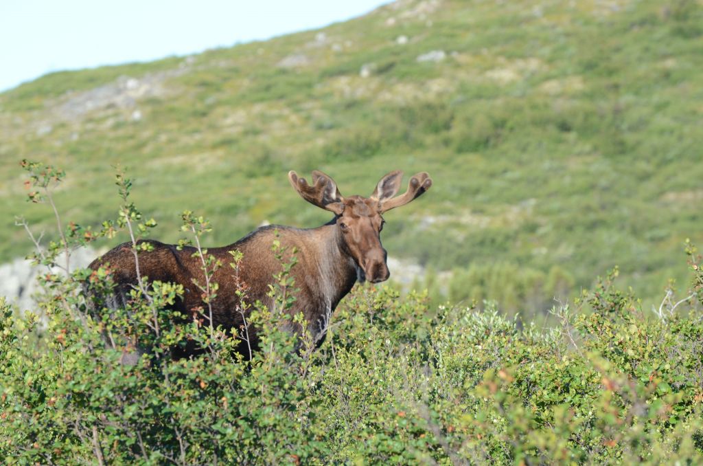 Young Bull Moose in summer above the treeline in Canada's Northwest Territories