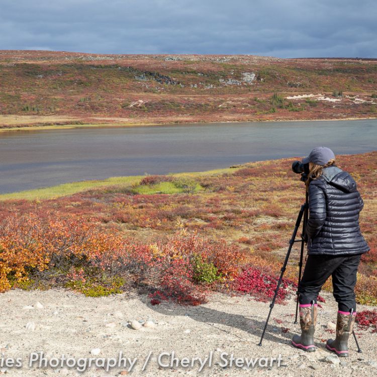 Photographer taking photo using a tripod of beautiful autumn coloured tundra