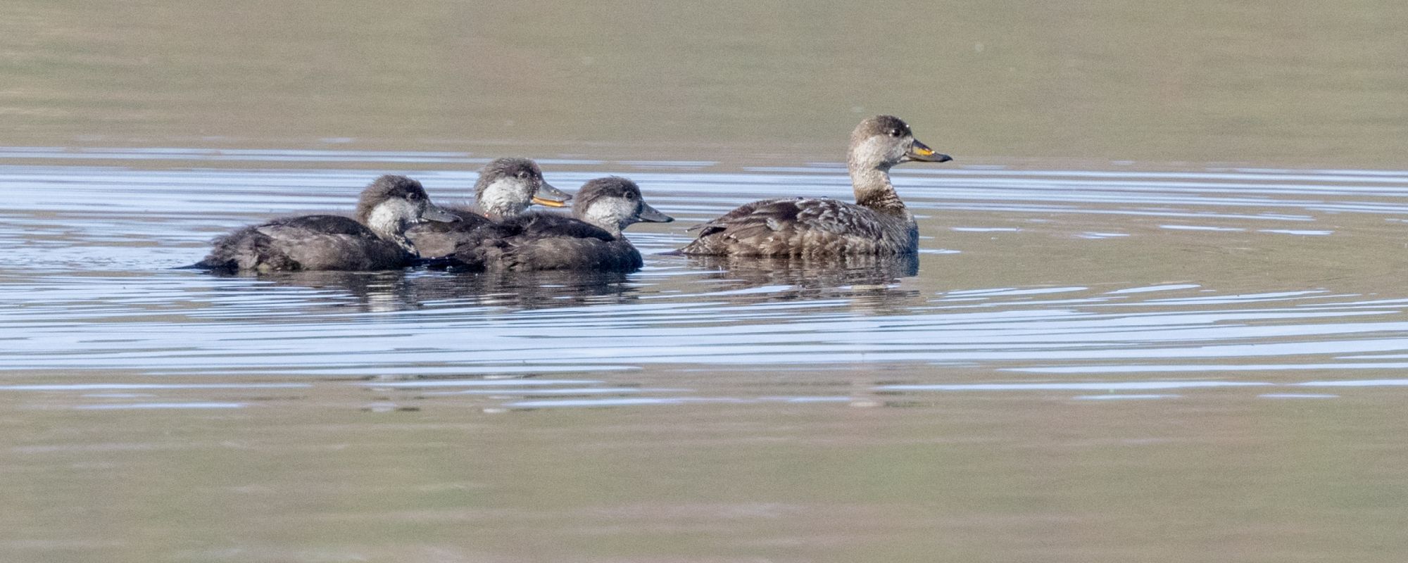 Female Black Scoter with three young on Point Lake, NT Canada