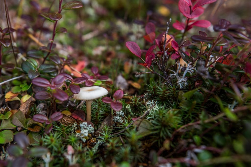 Intricate plants and tiny mushroom, a macro view of the barrenlands