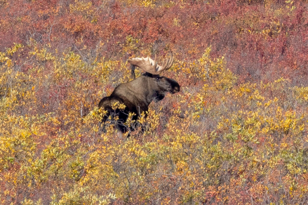 Bull Moose surrounded by dwarf birch in autumn colours