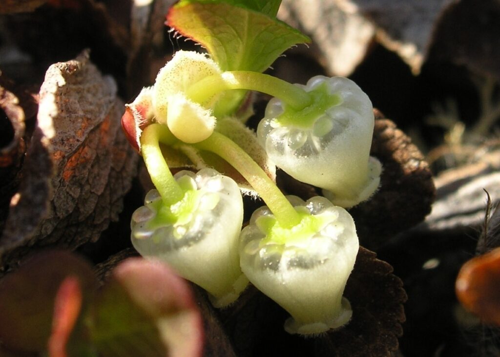 Bearberry flowers with lenses