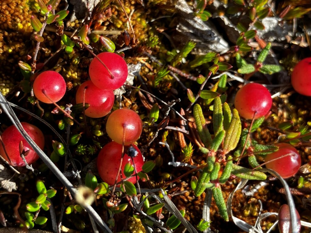 Ripe Wild Bog Cranberries 