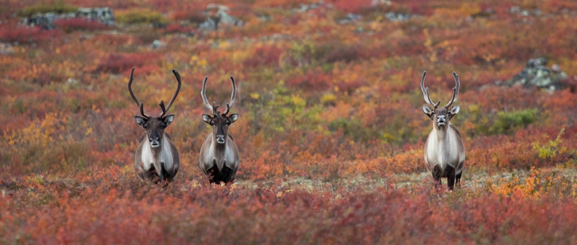 Three caribou looking at the camera with land covered in brilliant fall colours