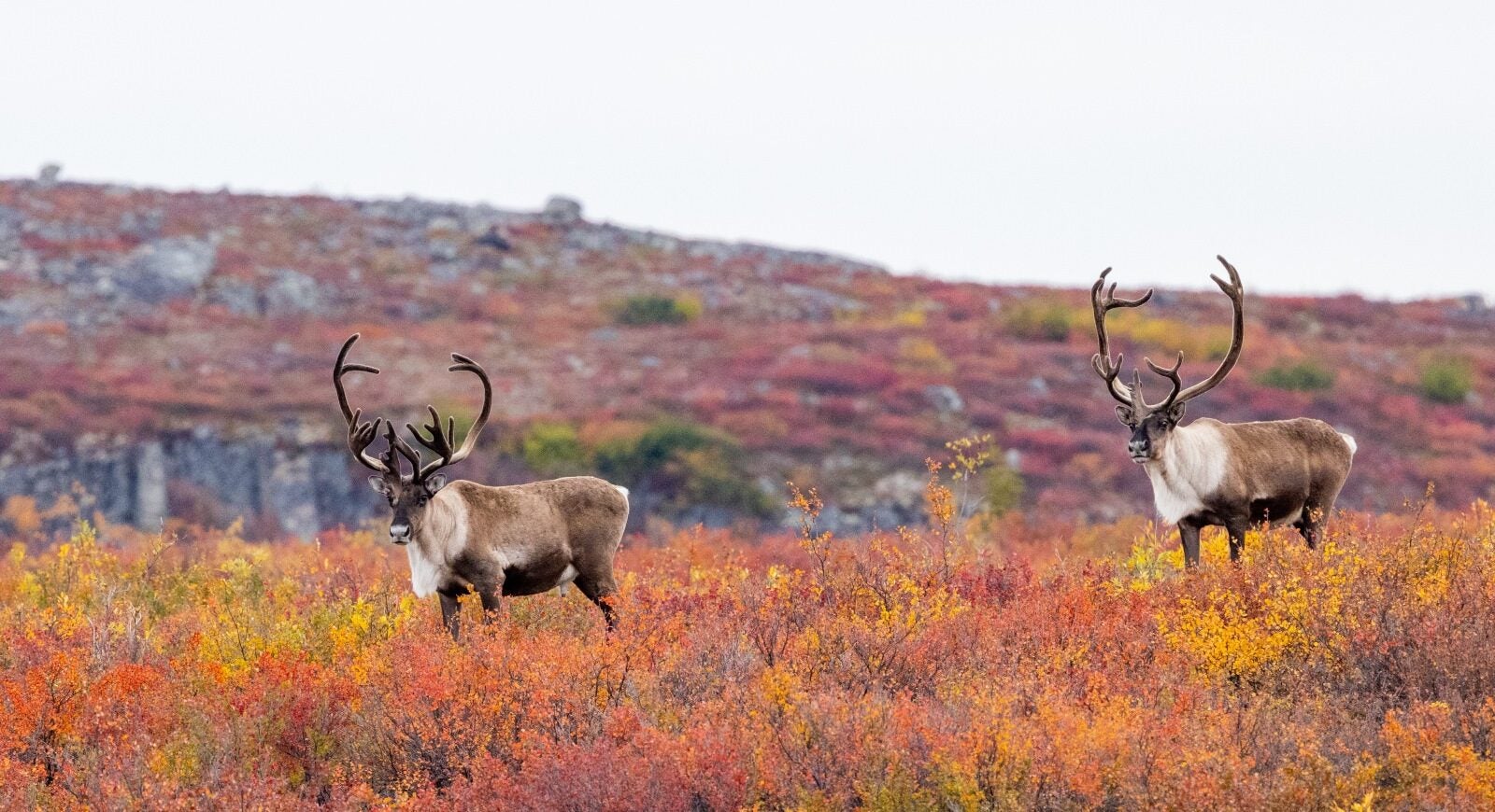 Two Bull Caribou surrounded by brilliant fall tundra colours