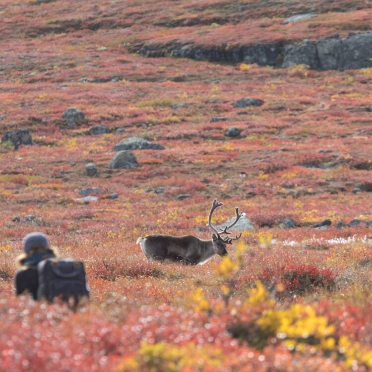 Mastering the Art of Stealth in the Barrenlands - stalking caribou