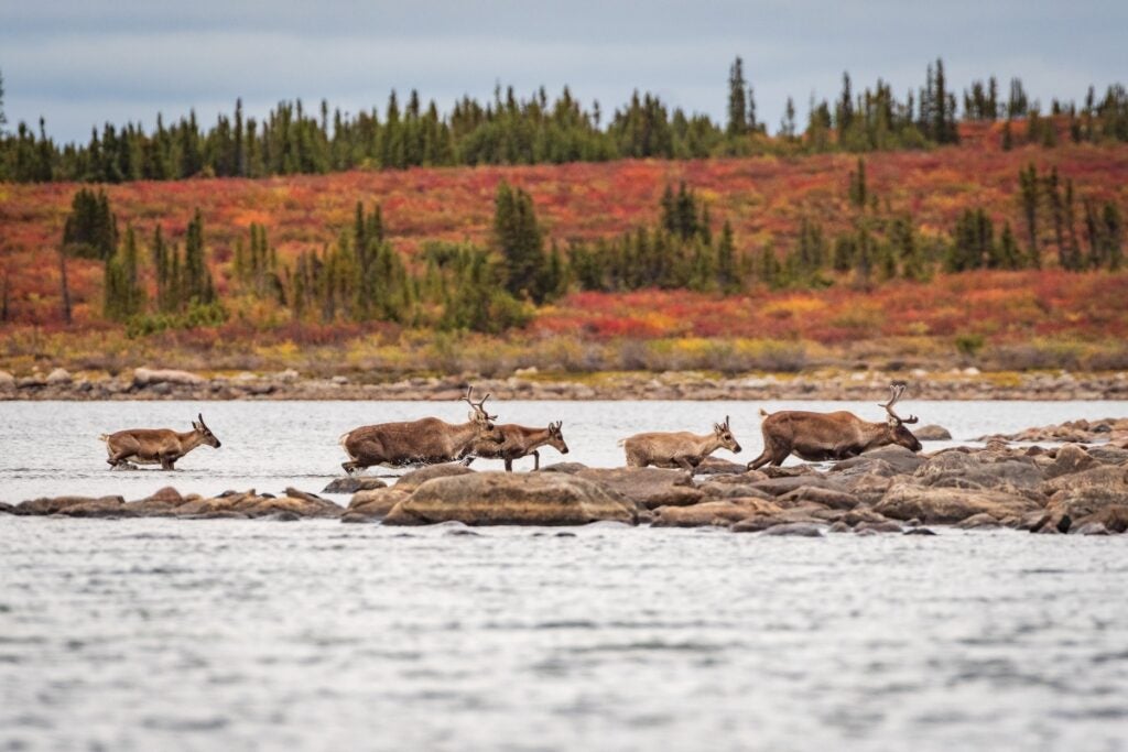 A small group of caribou walking from the shores of Point Lake to the land. In the background vibrant red and gold autumn tundra of the Barrenlands, Northwest Territories, captured during Peterson’s Point Lake Lodge photography workshop