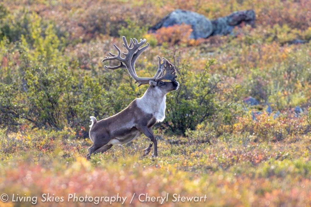 A caribou leaping through the autumn tundra of the Barrenlands, captured during a Peterson's Point Lake Lodge wildlife photography workshop