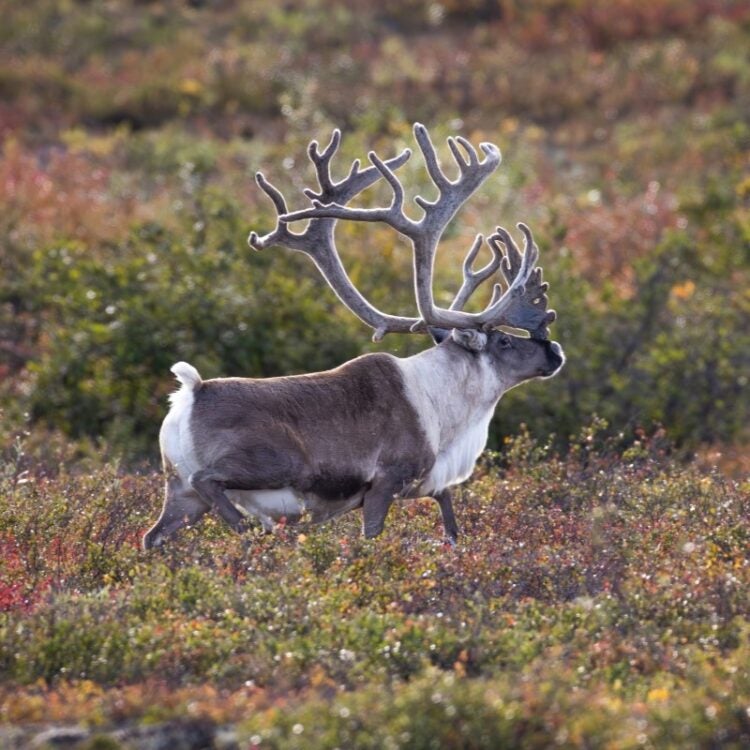 A majestic Barren-ground caribou bull with massive antlers walks across the vibrant autumn tundra in the Northwest Territories. The caribou has a thick brown coat, white mane, captured in a profile shot at Peterson's Point Lake Lodge