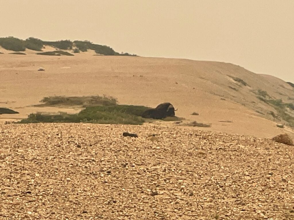 A solitary muskox resting on a sandy esker in the Canadian Barrenlands. The foreground is composed of light-colored tundra gravel, while the background features rolling sand hills under a thick, hazy, smoky summer sky in the Northwest Territories.