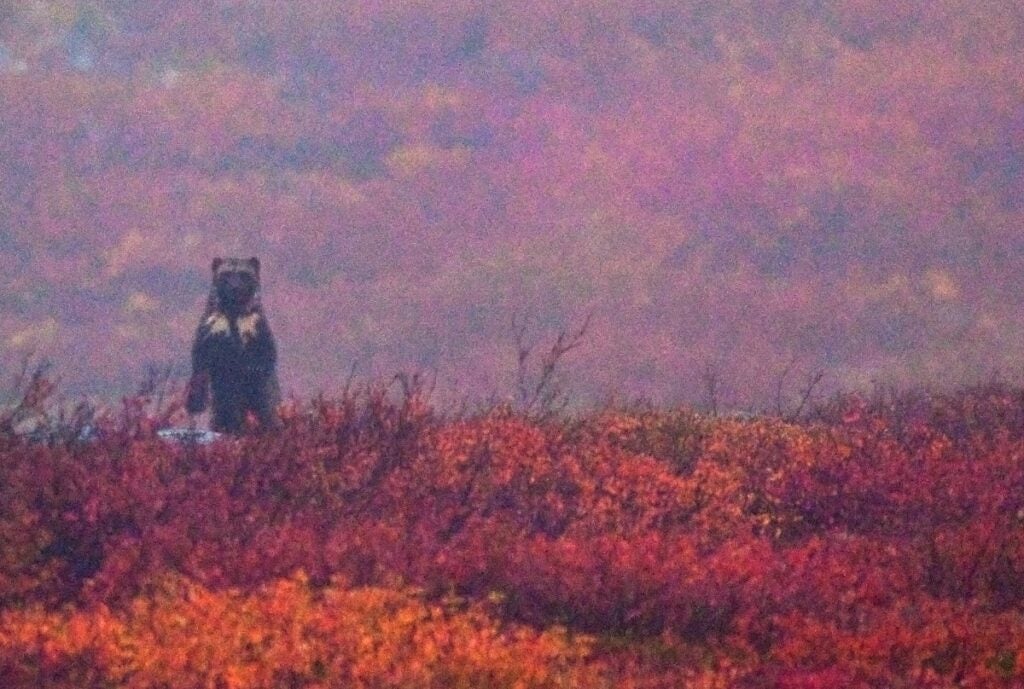 A wolverine standing upright on its hind legs on the tundra on a misty fall day. 